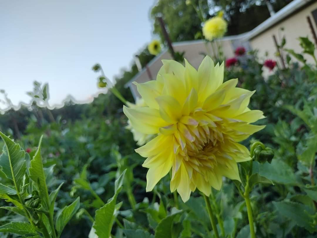 Lemon Meringue