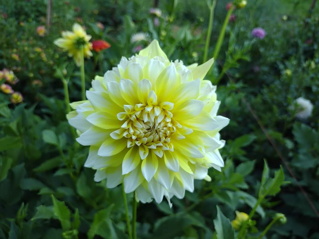 Lemon Meringue