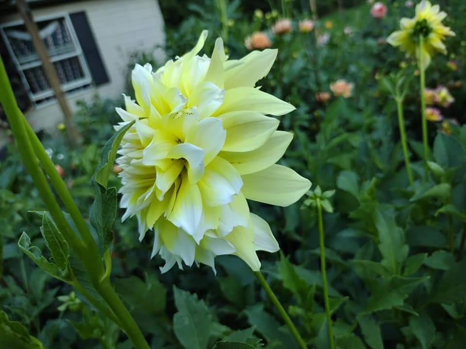 Lemon Meringue