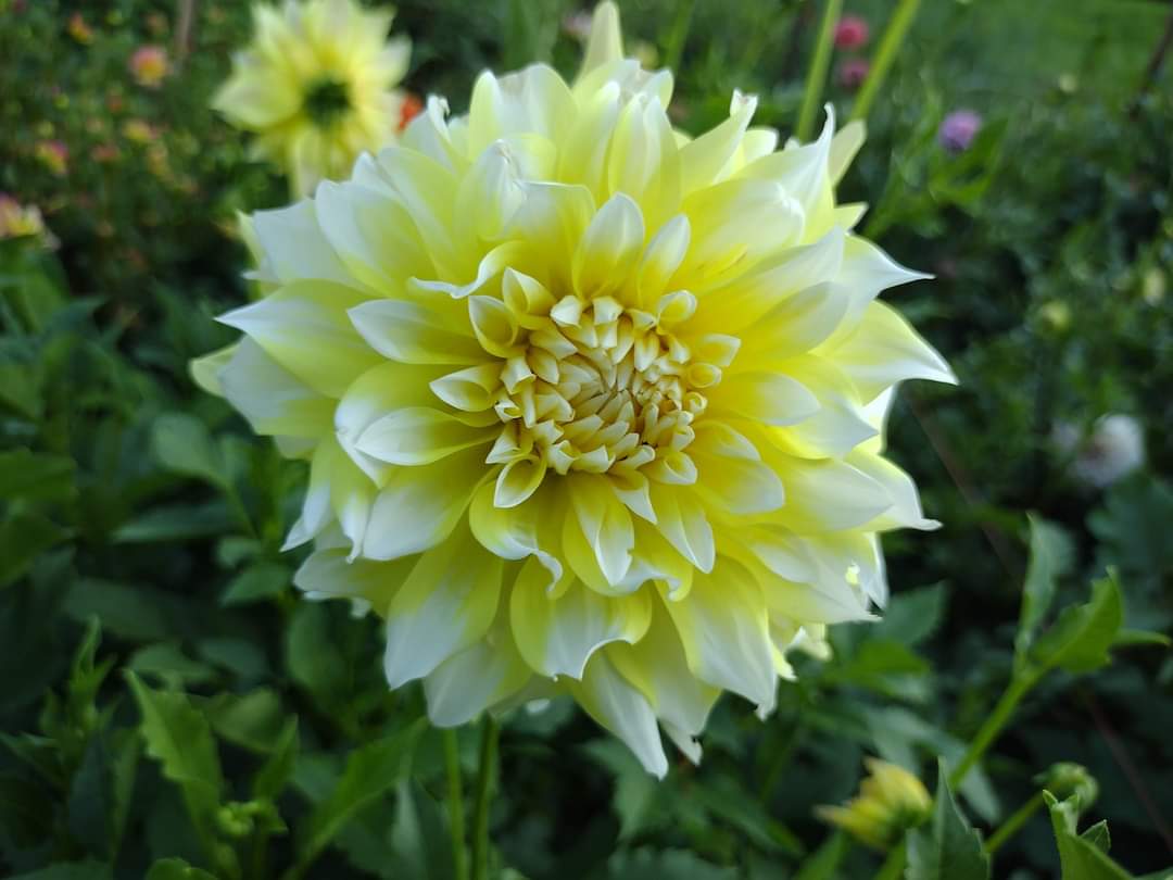 Lemon Meringue