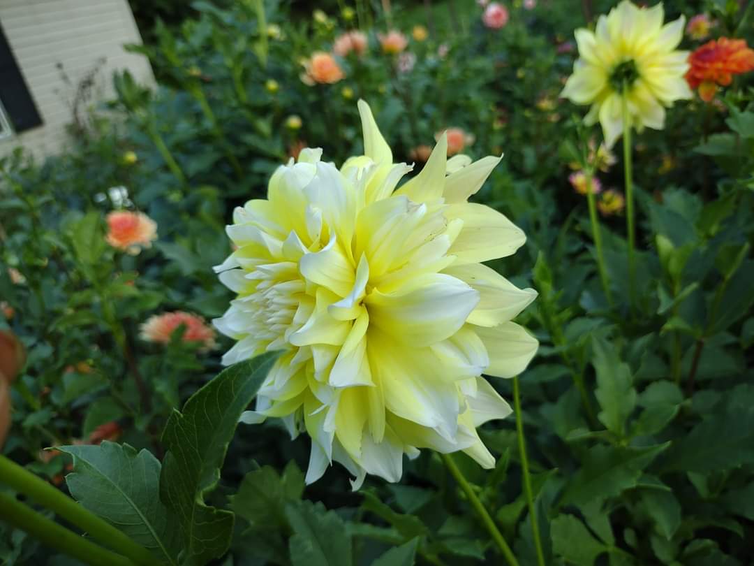 Lemon Meringue