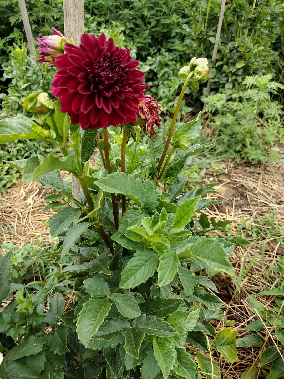Helen's Echo