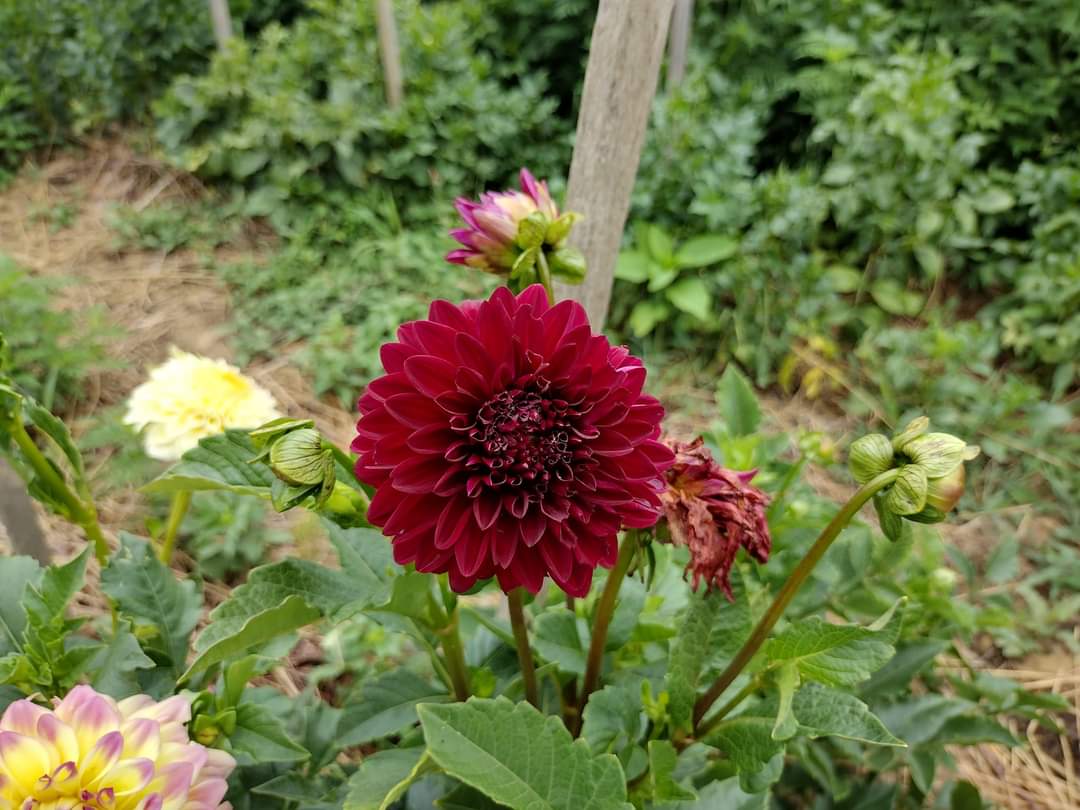 Helen's Echo