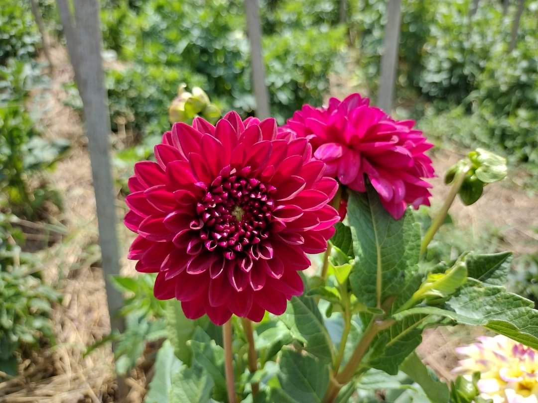 Helen's Echo