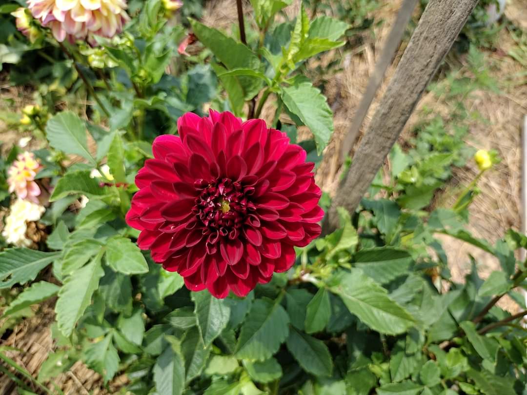 Helen's Echo