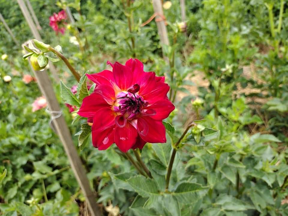 AC Rosebud