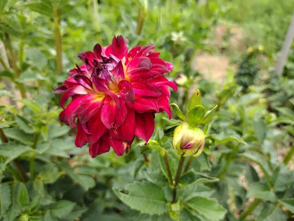 AC Rosebud