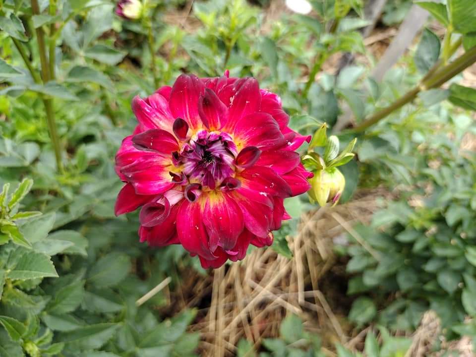 AC Rosebud