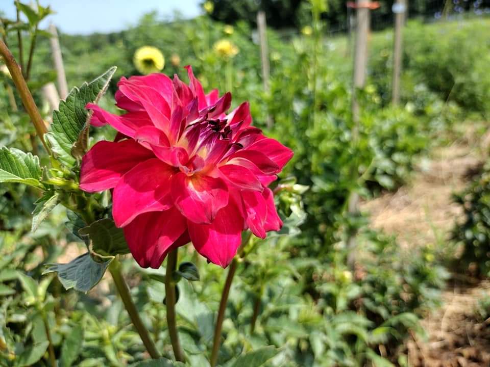 AC Rosebud