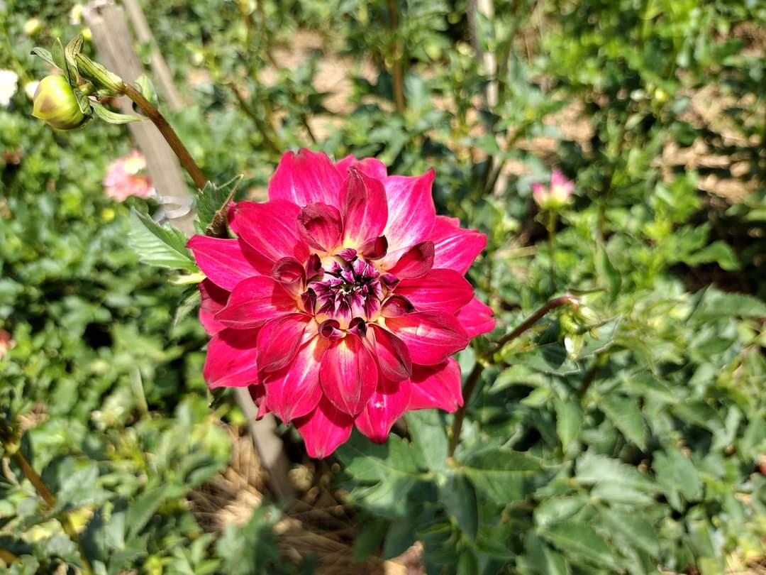 AC Rosebud