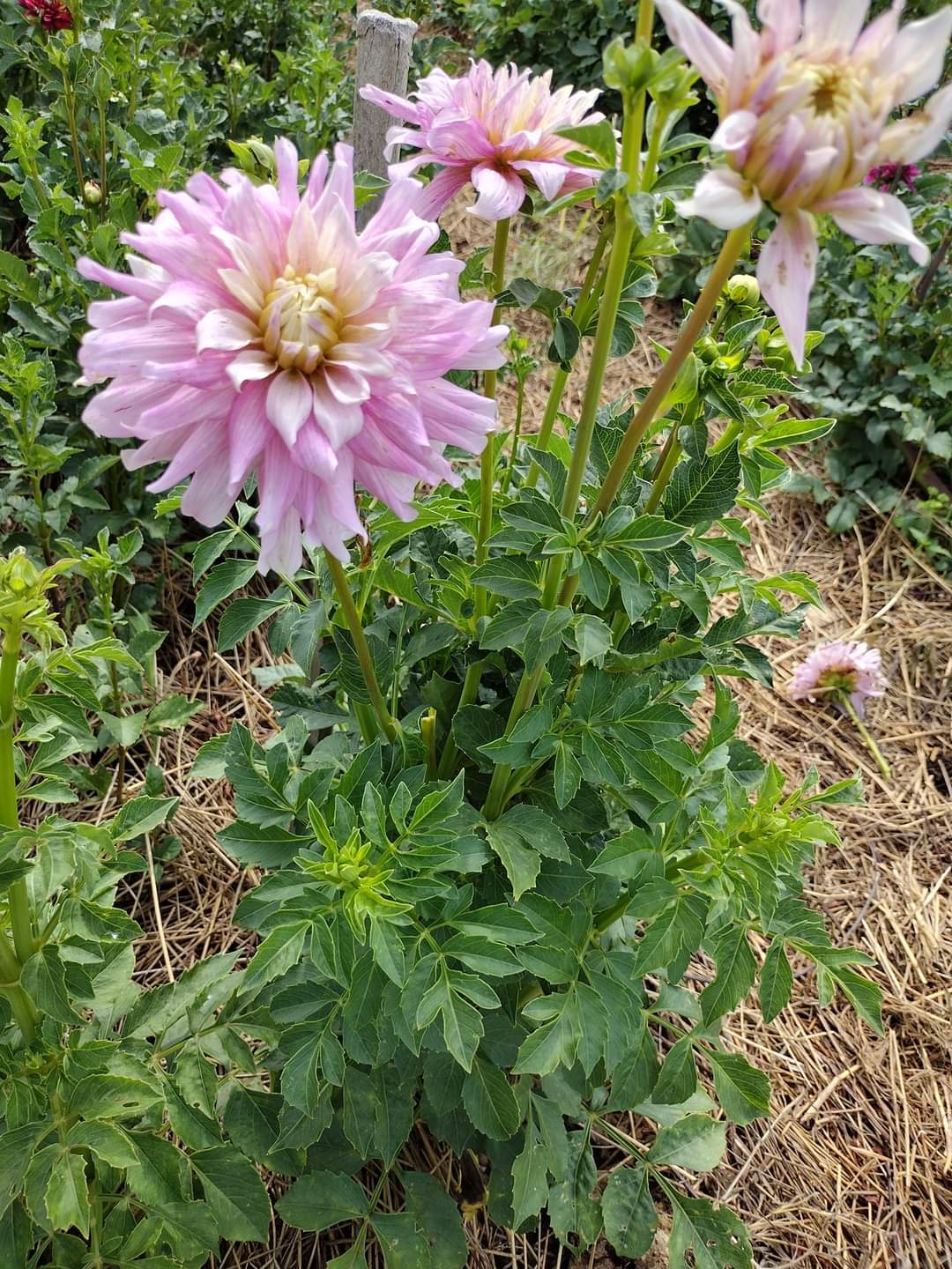 AC Crazy Train (limited stock)