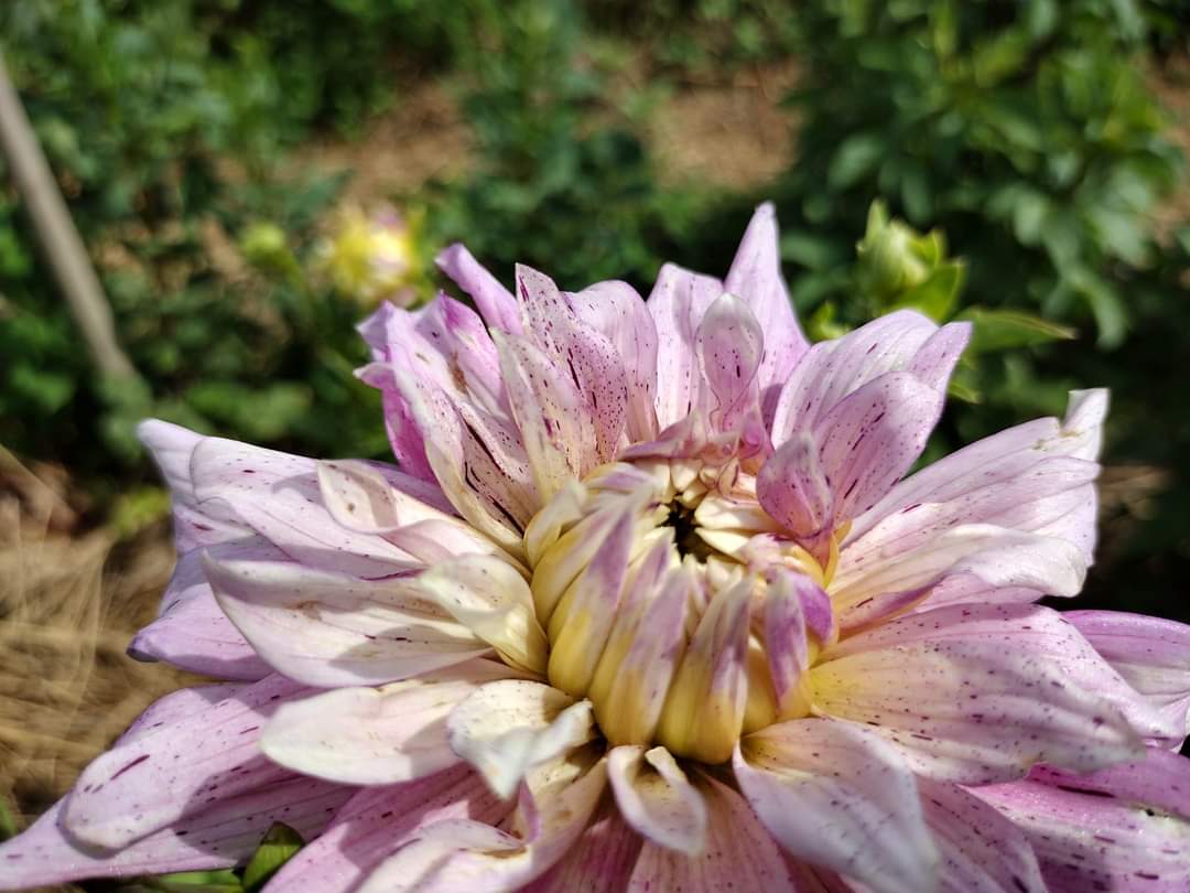 AC Crazy Train (limited stock)