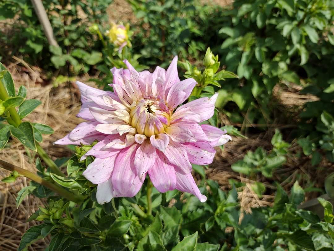 AC Crazy Train (limited stock)