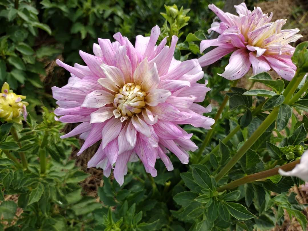 AC Crazy Train (limited stock)