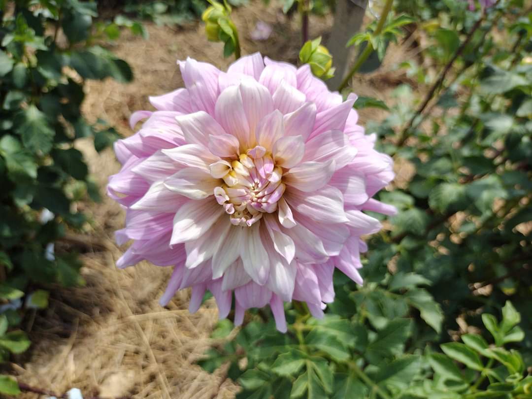 AC Crazy Train (limited stock)