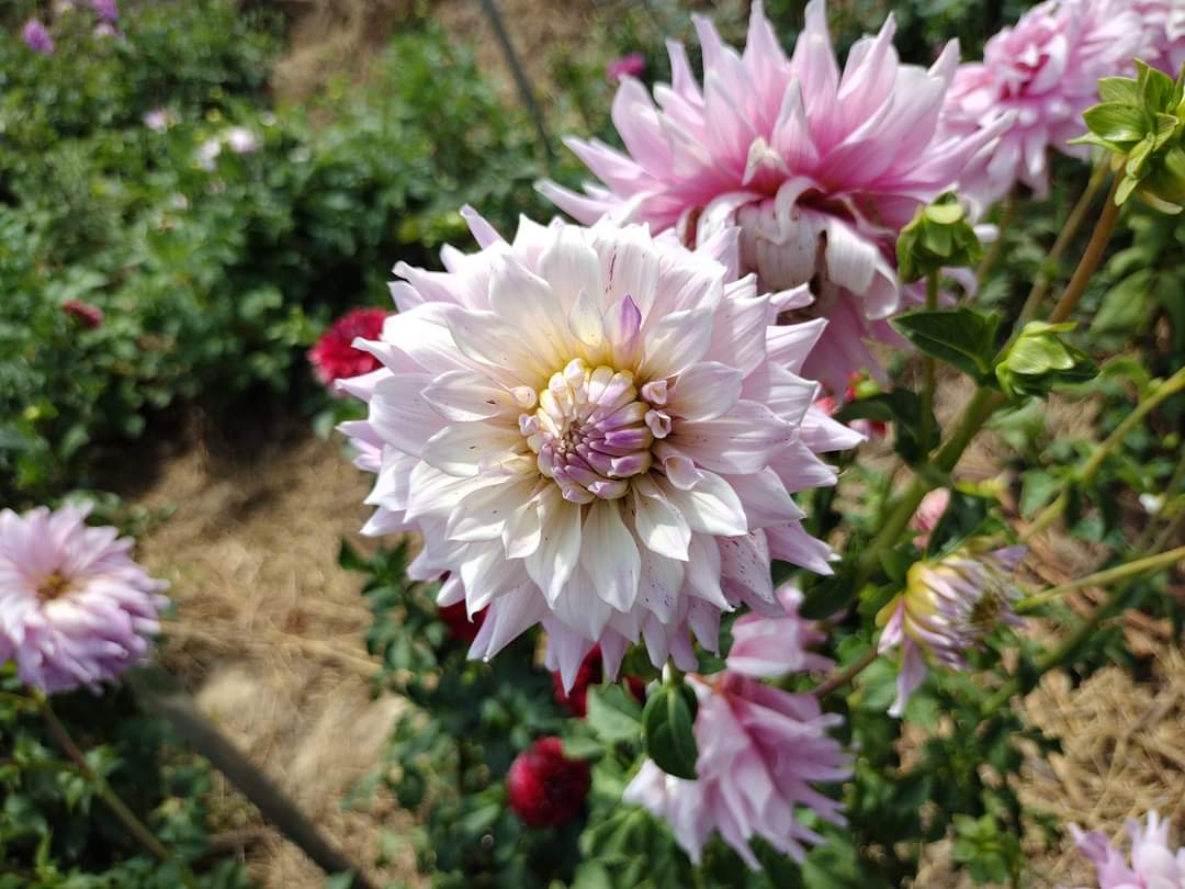 AC Crazy Train (limited stock)