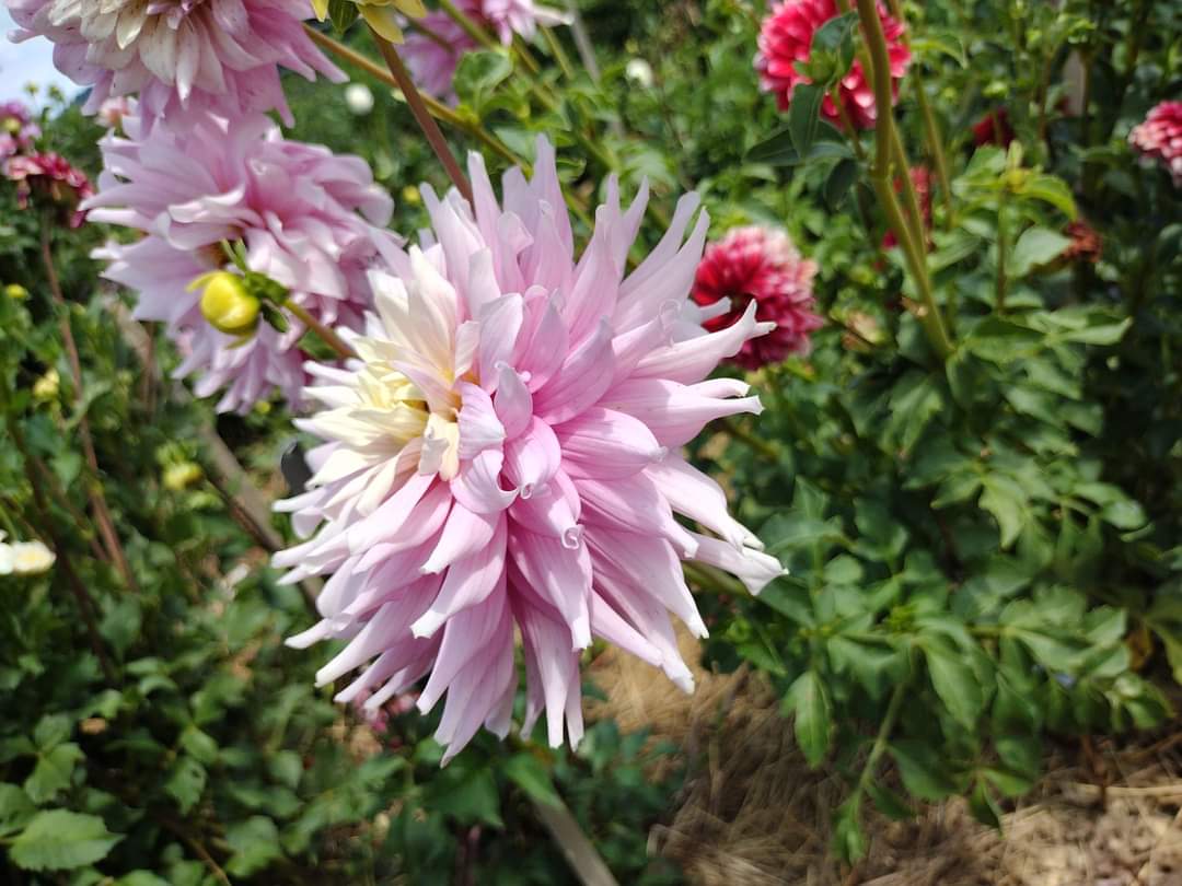 AC Crazy Train (limited stock)