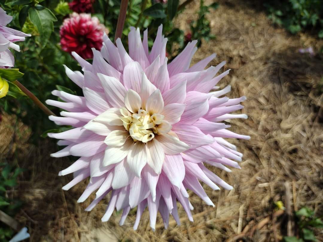 AC Crazy Train (limited stock)