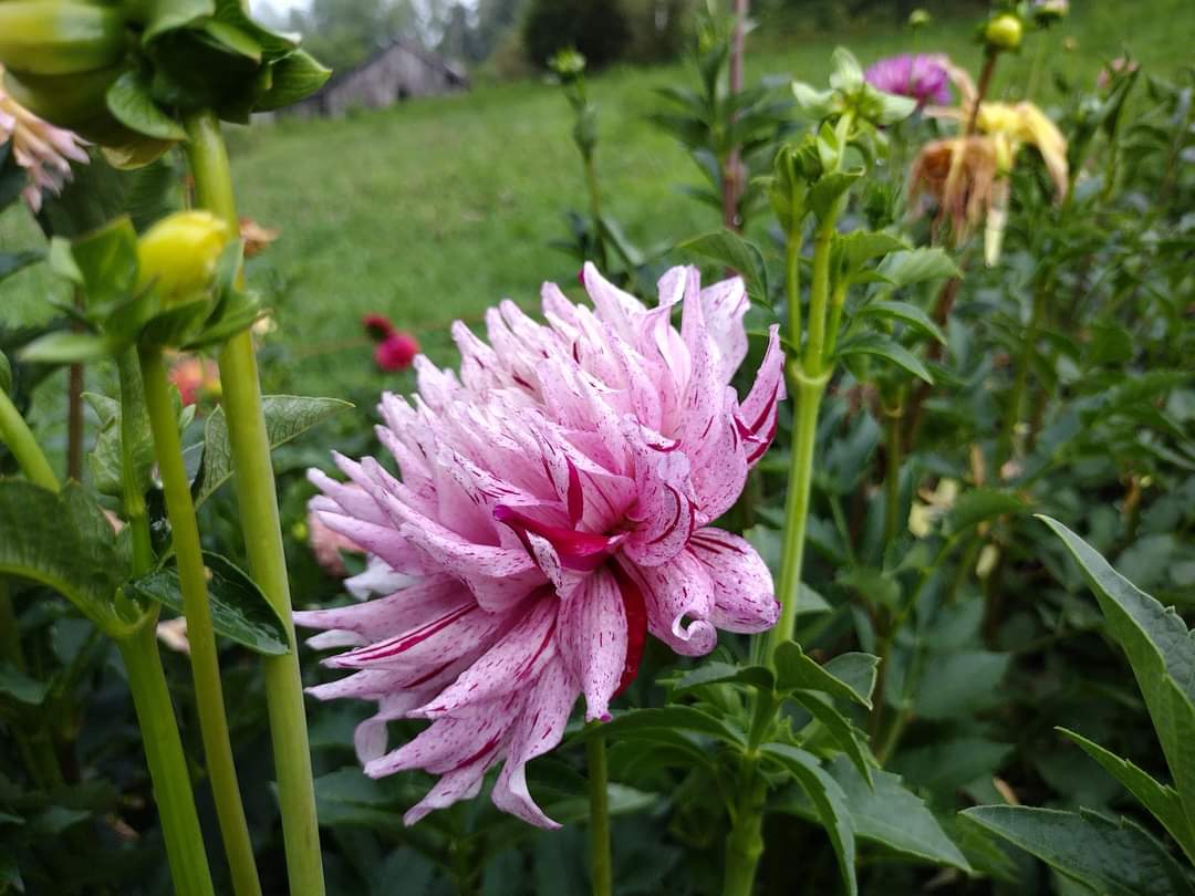 AC Crazy Train (limited stock)