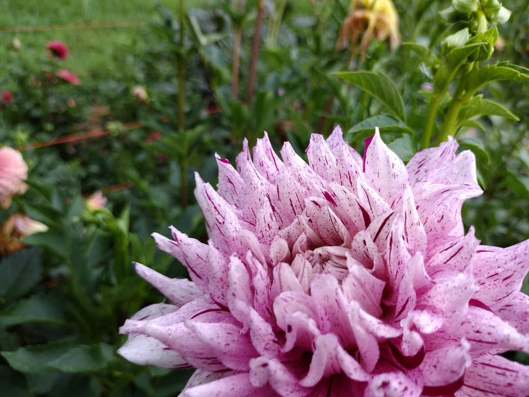 AC Crazy Train (limited stock)