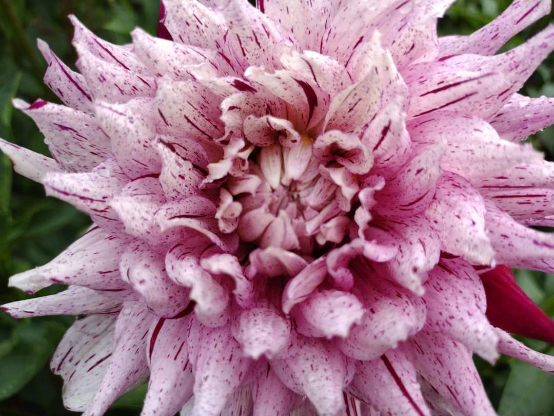 AC Crazy Train (limited stock)