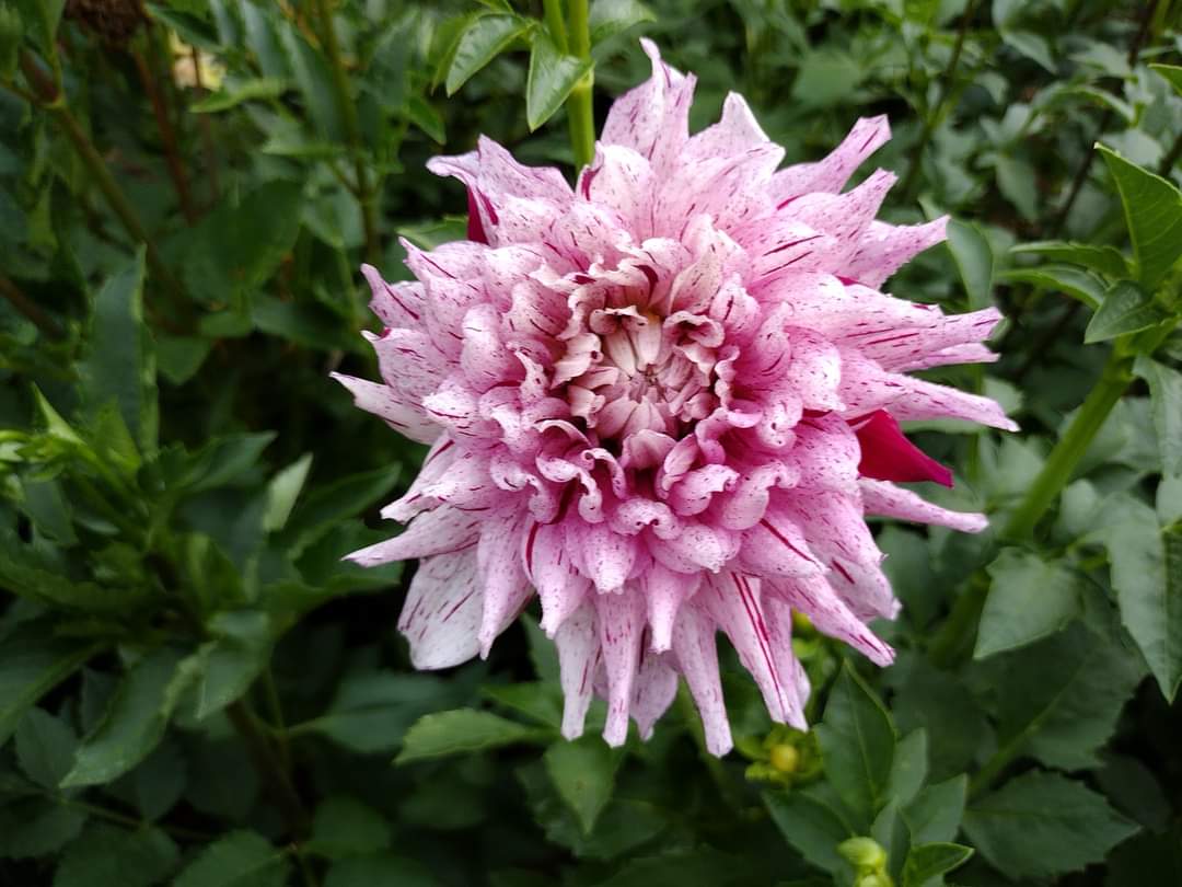 AC Crazy Train (limited stock)