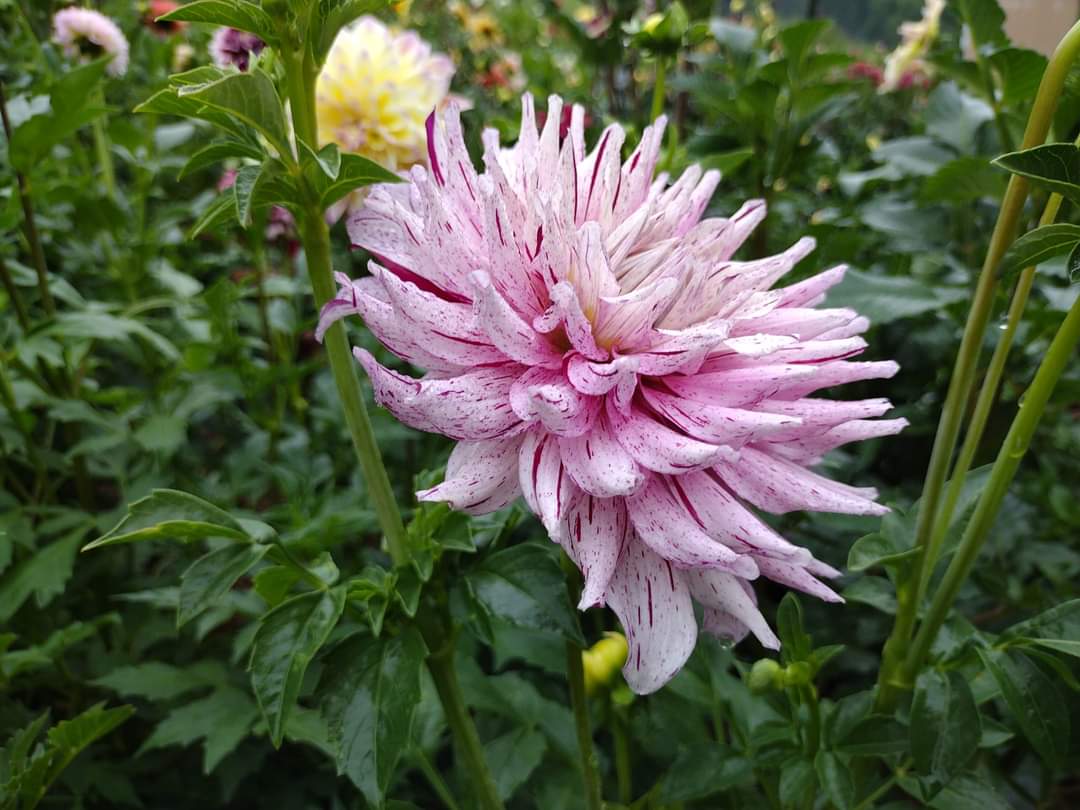 AC Crazy Train (limited stock)