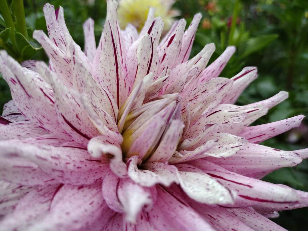 AC Crazy Train (limited stock)