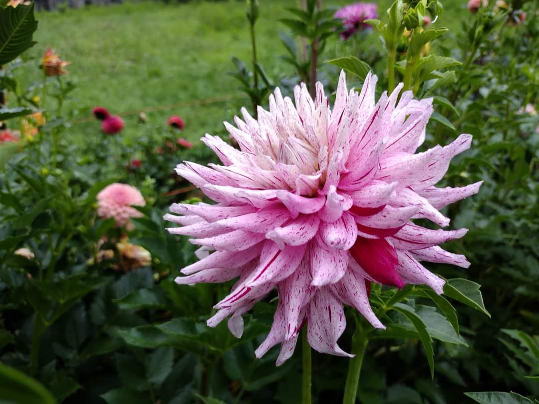 AC Crazy Train (limited stock)