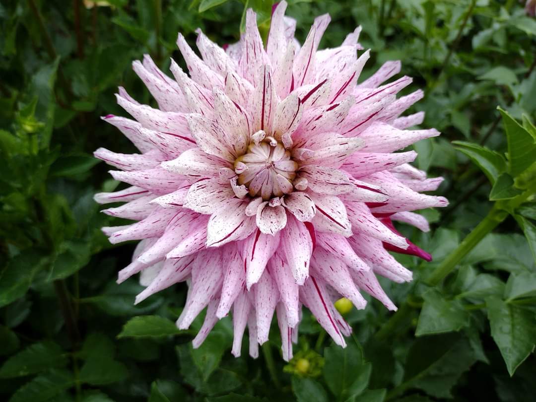 AC Crazy Train (limited stock)