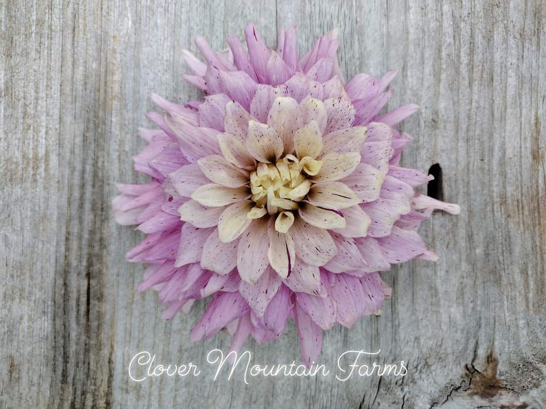 AC Crazy Train (limited stock)