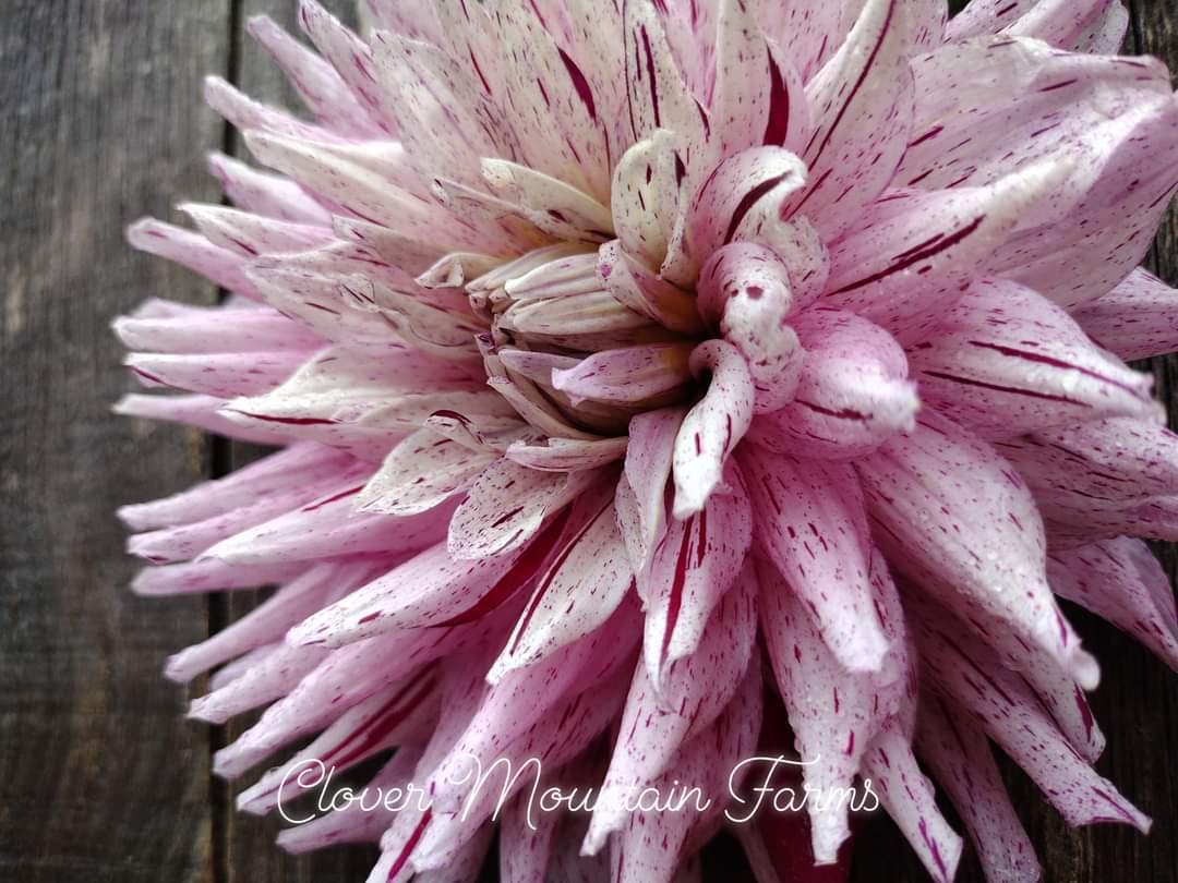 AC Crazy Train (limited stock)