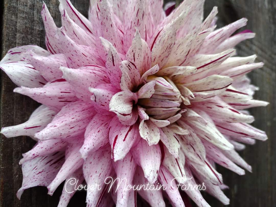 AC Crazy Train (limited stock)