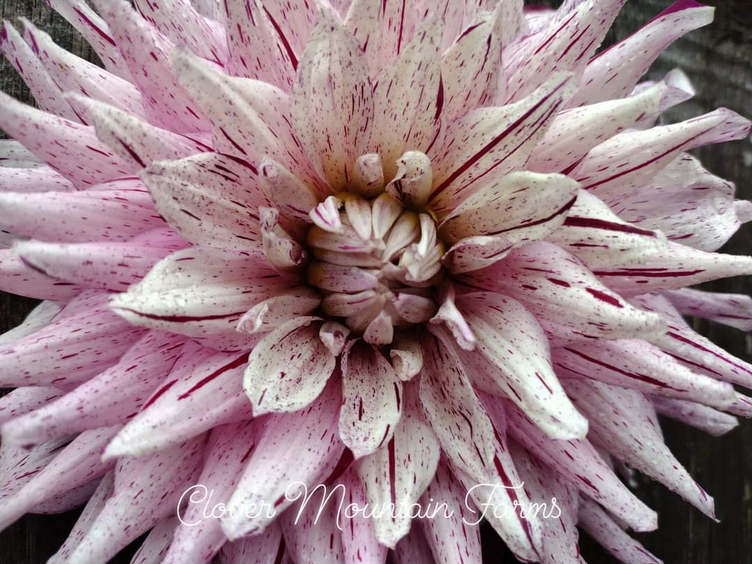 AC Crazy Train (limited stock)