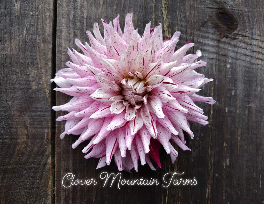 AC Crazy Train (limited stock)