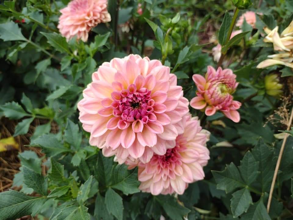 Lark's Ebbe (limited stock)