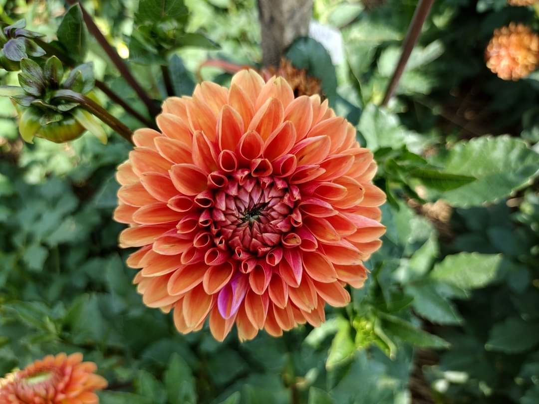 Sylvia (limited stock)