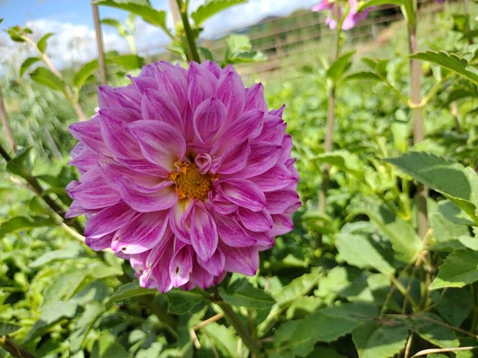 CMF Fantastique 2025 Intro – Clovermountainfarms