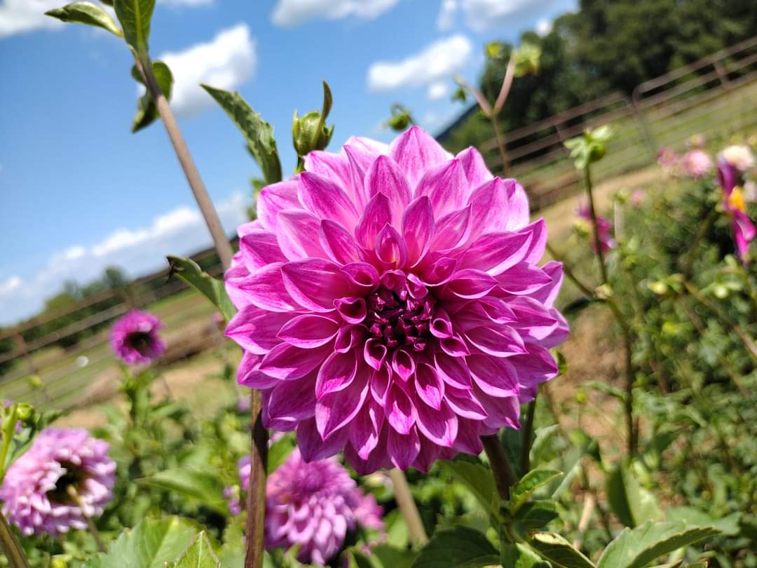 CMF Fantastique 2025 Intro – Clovermountainfarms