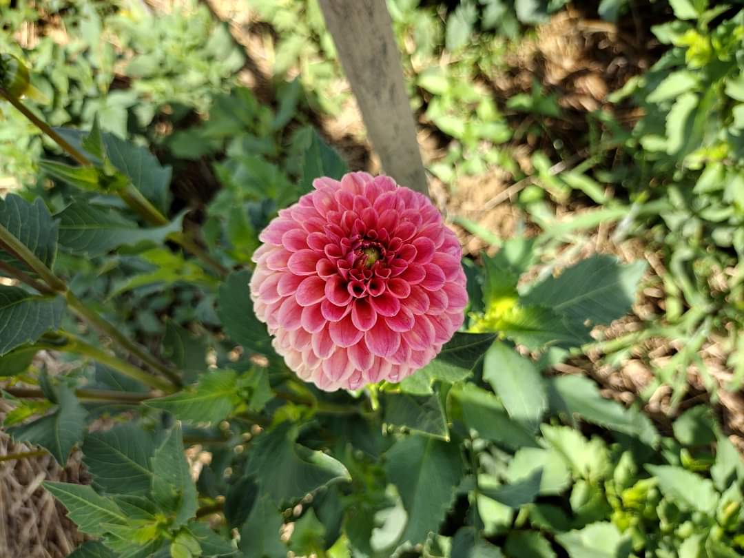 Rose Toscano