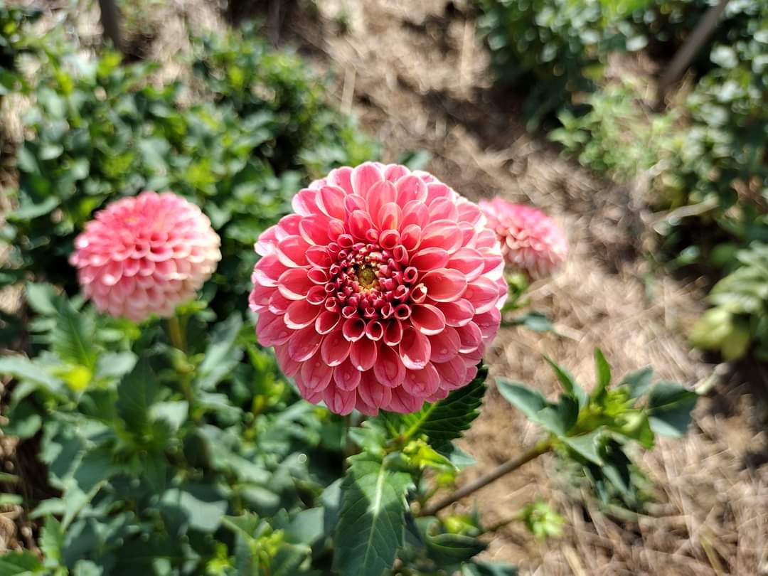 Rose Toscano