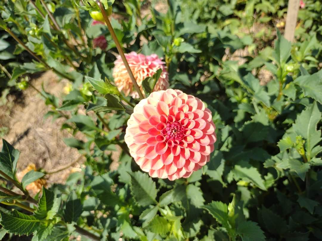 Rose Toscano