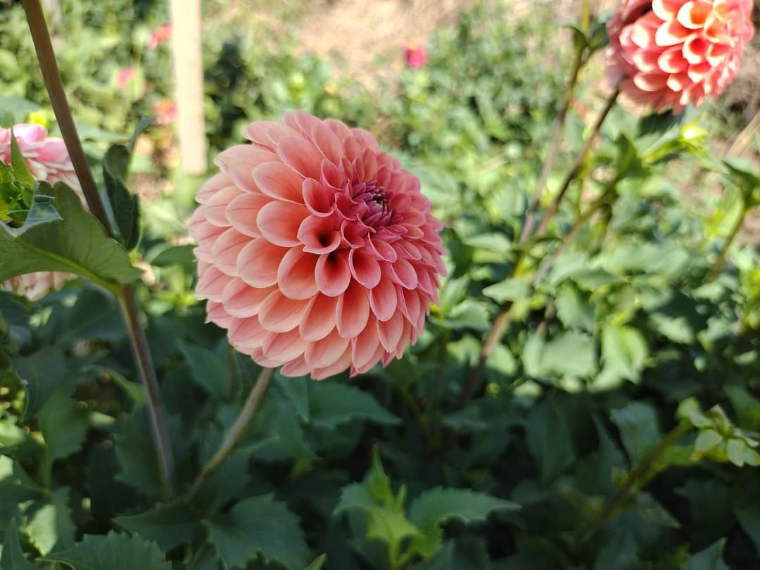 Rose Toscano