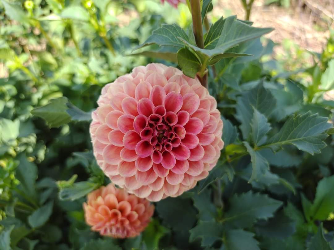 Rose Toscano