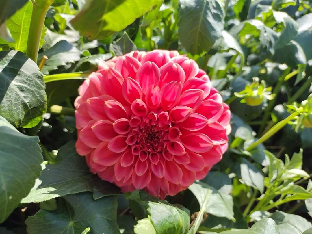 Sylvia Craig Hunter