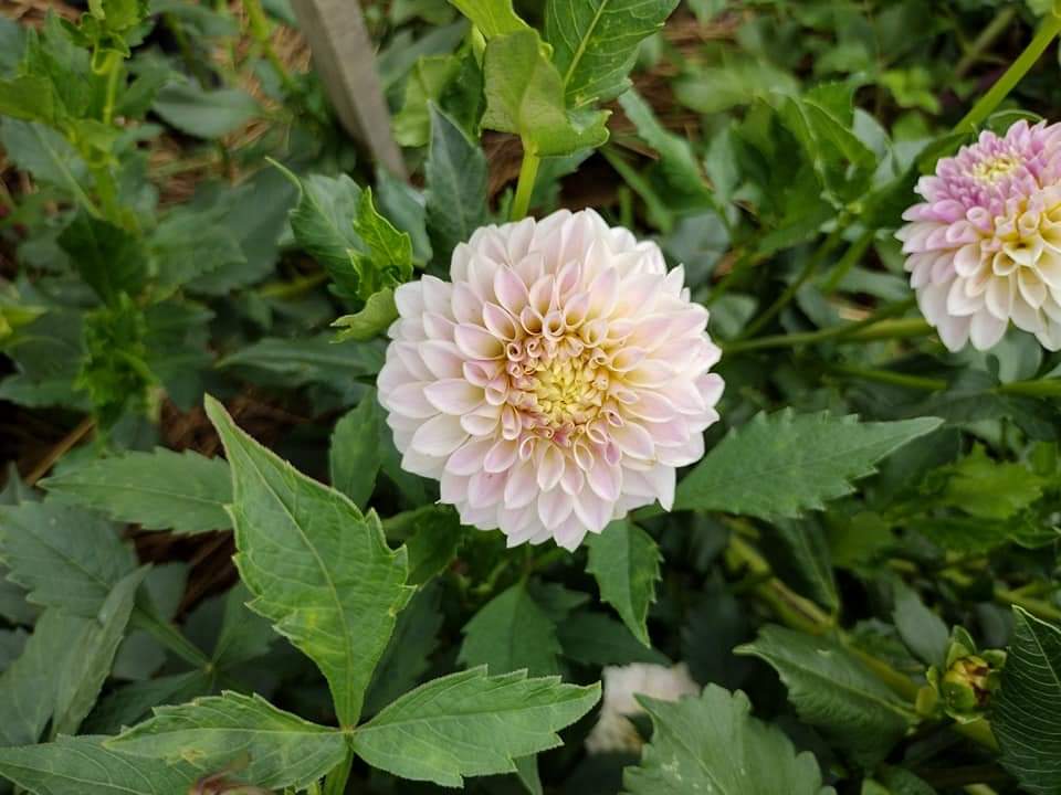 Tahoma Kelli