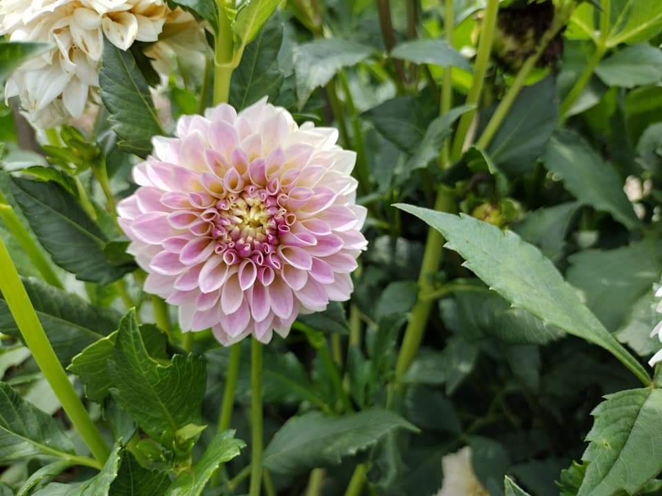Tahoma Kelli