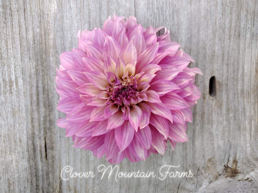 Clearview Lila (limited stock)