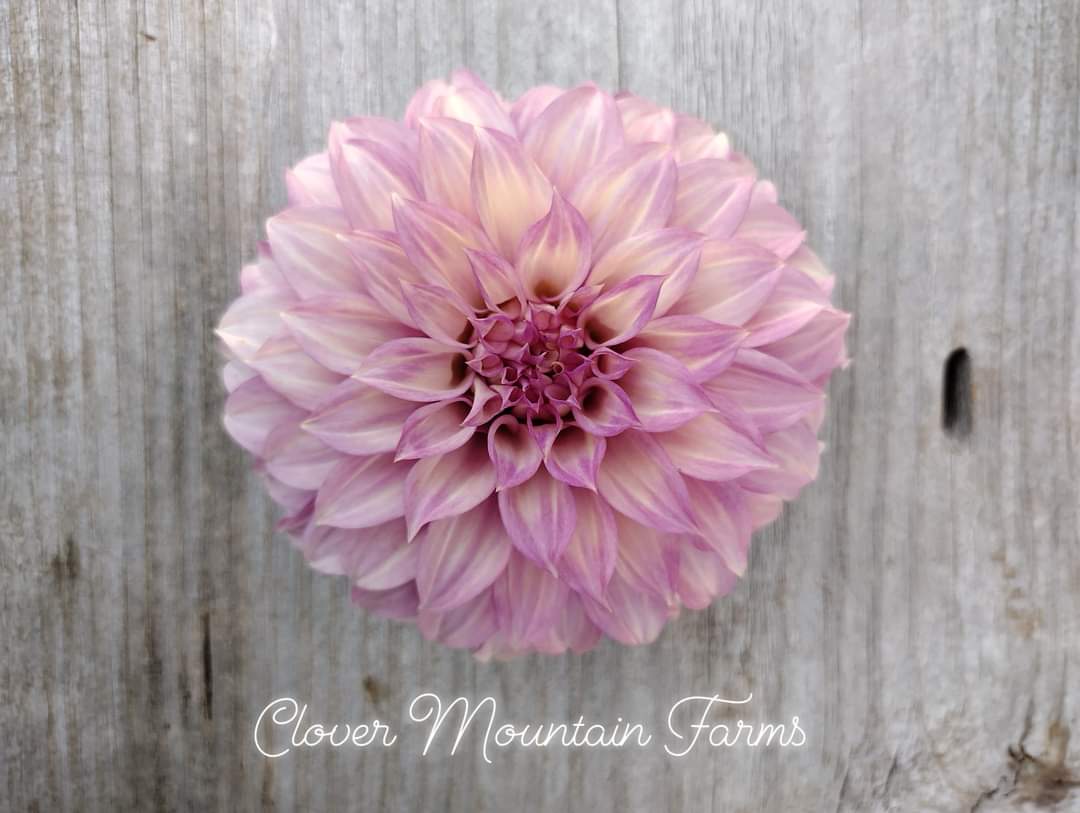 Clearview Lila (limited stock)