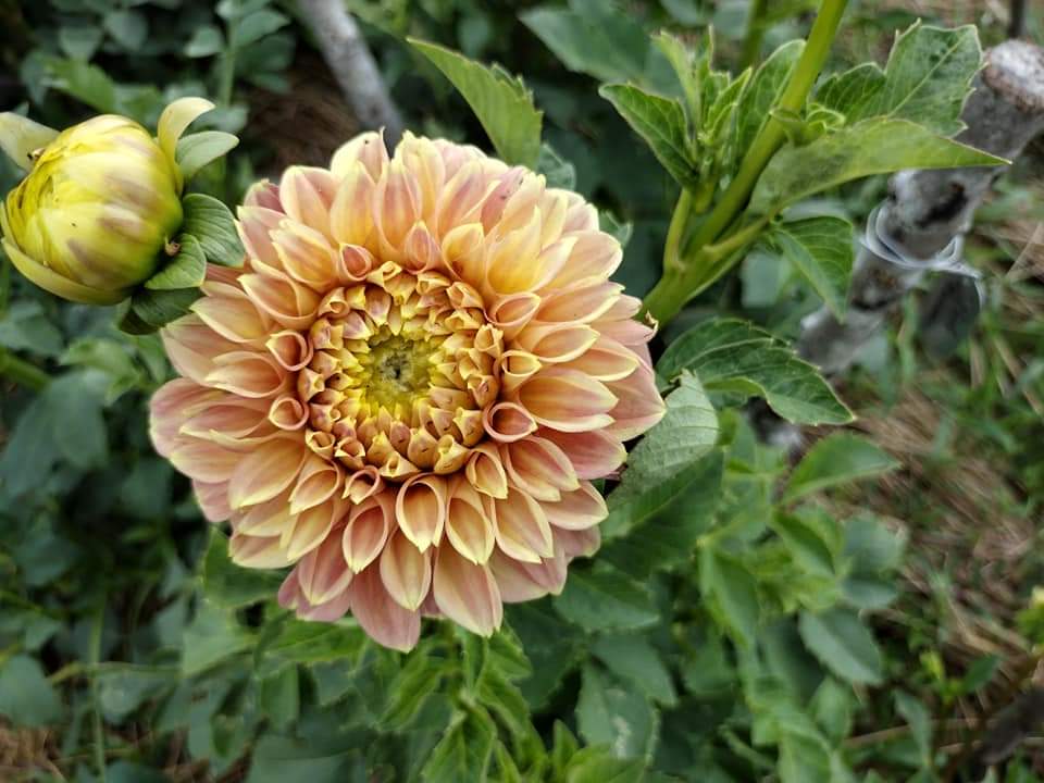 Peachy Parade